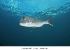 Image result for Pagrus auratus