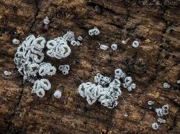 Attēlu rezultāti vaicājumam “Proliferodiscus pulveraceus”