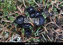 Attēlu rezultāti vaicājumam “Pseudoplectania nigrella”