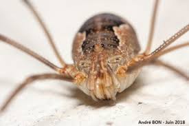 Attēlu rezultāti vaicājumam “Phalangium opilio”