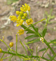Attēlu rezultāti vaicājumam “Rorippa palustris flower”