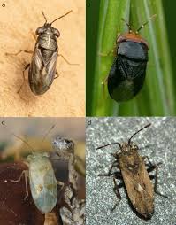 Attēlu rezultāti vaicājumam “Nithecus jacobaeae”