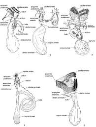 Attēlu rezultāti vaicājumam “Lacanobia contigua imago”