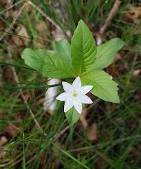 Attēlu rezultāti vaicājumam “Trientalis europaea flower”