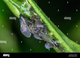 Attēlu rezultāti vaicājumam “Aphis fabae”