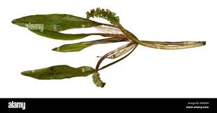 Attēlu rezultāti vaicājumam “Potamogeton gramineus”