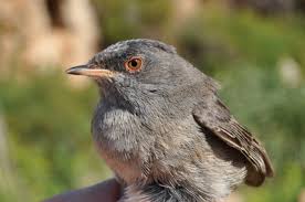 Image result for Sylvia sarda