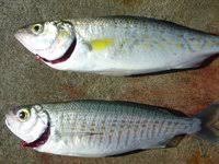 Image result for Argyrosomus japonicus