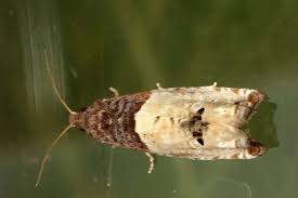 Attēlu rezultāti vaicājumam “Notocelia roborana”