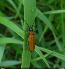 Attēlu rezultāti vaicājumam “Anogcodes melanurus”