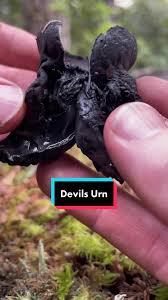 Attēlu rezultāti vaicājumam “Craterium sp.”