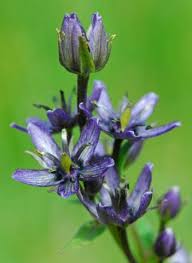 Attēlu rezultāti vaicājumam “Swertia perennis flower”