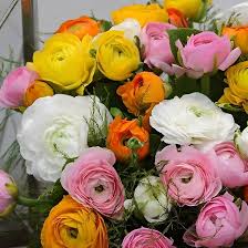 Attēlu rezultāti vaicājumam “Ranunculus elatior”