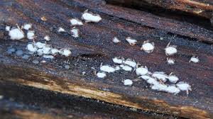 Attēlu rezultāti vaicājumam “Propolis farinosa”