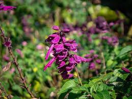 Attēlu rezultāti vaicājumam “Lobelia dortmanna flower”