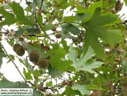 Attēlu rezultāti vaicājumam “Platanus x hispanica (syn. Platanus x acerifolia) leaf”