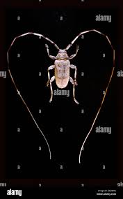 Attēlu rezultāti vaicājumam “Acanthocinus aedilis”