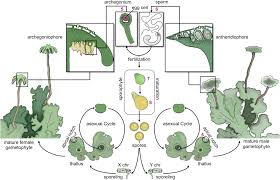 Attēlu rezultāti vaicājumam “Marchantia polymorpha”
