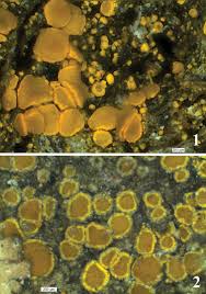 Attēlu rezultāti vaicājumam “Candelariella sp.”