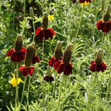 Image result for Ratibida columnifera