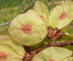 Attēlu rezultāti vaicājumam “Ulmus glabra fruit”