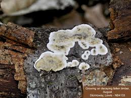 Attēlu rezultāti vaicājumam “Stereum rugosum”