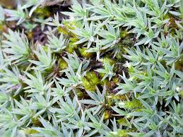 Attēlu rezultāti vaicājumam “Pogonatum urnigerum macro”