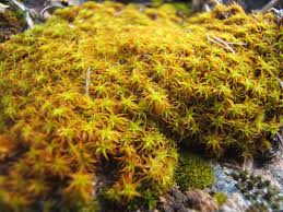 Attēlu rezultāti vaicājumam “Blepharostoma trichophyllum sporophyte”