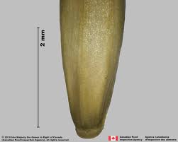 Attēlu rezultāti vaicājumam “Bromus secalinus”
