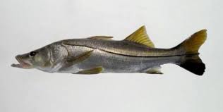 Image result for Centropomus parallelus