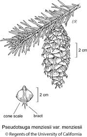 Attēlu rezultāti vaicājumam “Pseudotsuga menziesii”