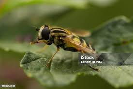 Attēlu rezultāti vaicājumam “Dasysyrphus tricinctus”