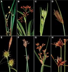 Attēlu rezultāti vaicājumam “Blysmus compressus fruit”