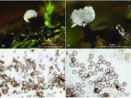 Attēlu rezultāti vaicājumam “Physarum cf. diderma macro”