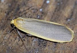 Attēlu rezultāti vaicājumam “Eilema griseola larva”