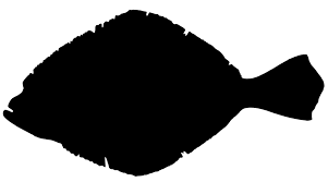 Image result for Paralichthys dentatus