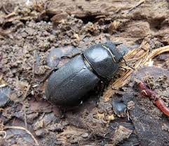 Attēlu rezultāti vaicājumam “Dorcus parallelopipedus”