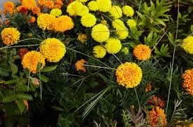 Attēlu rezultāti vaicājumam “Tagetes leaf”