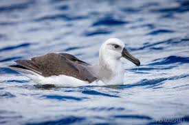 Image result for Thalassarche melanophris