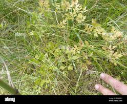 Attēlu rezultāti vaicājumam “Peucedanum oreoselinum flower”
