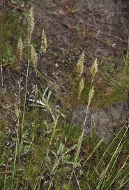 Attēlu rezultāti vaicājumam “Anthoxanthum odoratum”