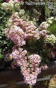 Attēlu rezultāti vaicājumam “Craterium aureonucleatum young”