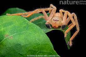 Attēlu rezultāti vaicājumam “Sparassidae”