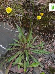 Attēlu rezultāti vaicājumam “Leontodon autumnalis”