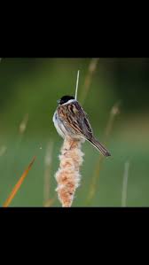 Attēlu rezultāti vaicājumam “Emberiza schoeniclus eggs”