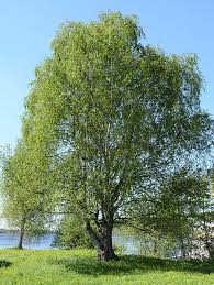 Attēlu rezultāti vaicājumam “Betula pubescens”