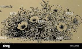 Attēlu rezultāti vaicājumam “Gypsophila muralis fruit”