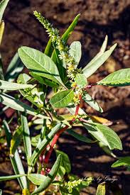 Attēlu rezultāti vaicājumam “Amaranthaceae”
