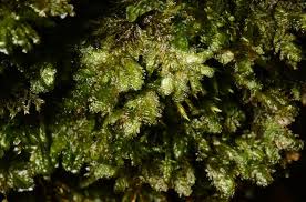 Attēlu rezultāti vaicājumam “Neckera crispa sporophyte”