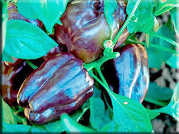 Afbeeldingsresultaat voor purple beauty sweet pepper